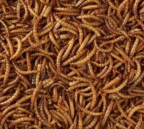 Meelwormen bulk zak 5kg